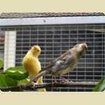 New birds in the Aviary -  50 of 78