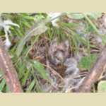 New birds in the Aviary -  54 of 78