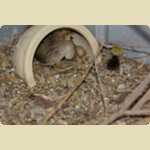 Baby Quails and Canaries -  1 of 30