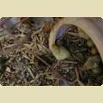 Baby Quails and Canaries