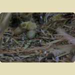 Baby Quails and Canaries -  7 of 30