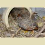 Baby Quails and Canaries -  9 of 30