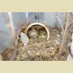 Baby Quails and Canaries -  27 of 30