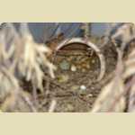 Baby Quails and Canaries -  30 of 30