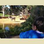 Trip to Perth Zoo