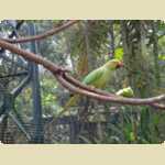 Bird Park in Kuala Lumpur, Malaysia -  77 of 224