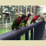 Bird Park in Kuala Lumpur, Malaysia -  113 of 224