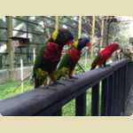 Bird Park in Kuala Lumpur, Malaysia -  114 of 224
