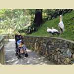 Bird Park in Kuala Lumpur, Malaysia -  170 of 224