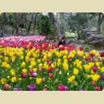 Araluen Botanical park in Roleystone -  51 of 376