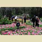 Araluen Botanical park in Roleystone -  222 of 376
