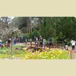 Araluen Botanical park in Roleystone -  235 of 376