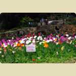 Araluen Botanical park in Roleystone -  256 of 376