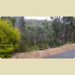 Araluen Botanical park in Roleystone -  257 of 376