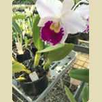 Landsdale animal form and Orchid nursery -  201 of 230