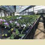 Landsdale animal form and Orchid nursery -  206 of 230