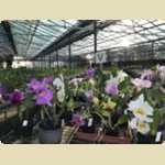 Landsdale animal form and Orchid nursery -  207 of 230