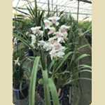 Landsdale animal form and Orchid nursery