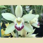 Landsdale animal form and Orchid nursery -  218 of 230