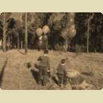 Balloons in the Pine trees -  6 of 291