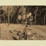 Balloons in the Pine trees -  7 of 291