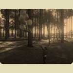 Balloons in the Pine trees -  58 of 291