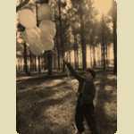 Balloons in the Pine trees -  64 of 291