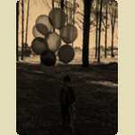 Balloons in the Pine trees -  66 of 291