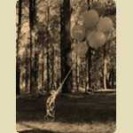 Balloons in the Pine trees -  75 of 291