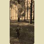 Balloons in the Pine trees -  103 of 291