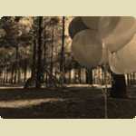 Balloons in the Pine trees -  140 of 291