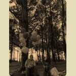Balloons in the Pine trees -  236 of 291