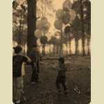Balloons in the Pine trees -  248 of 291