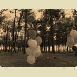 Balloons in the Pine trees -  265 of 291