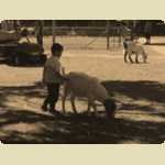 Landsdale animal farm -  189 of 206