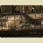 Landsdale Animal Farm  -  4 of 155