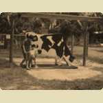 Lansdale animal farm -  9 of 72