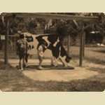 Lansdale animal farm -  10 of 72